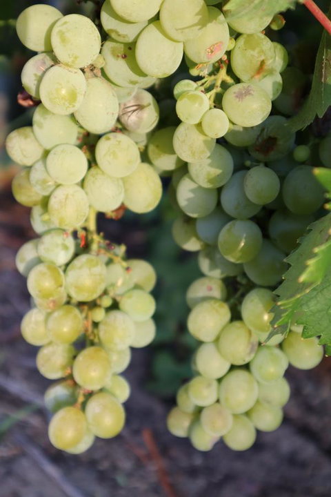 Cockburn Retreat Home æŸæ–¯æ‚ é–’æ°‘å®¿ - Accommodation Mt Buller 26