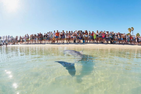 RAC Monkey Mia Dolphin Resort - Accommodation Mt buller 3