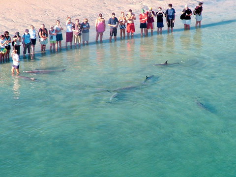 RAC Monkey Mia Dolphin Resort - Accommodation Mt buller 4