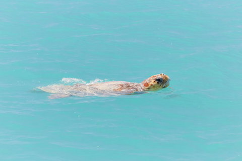 RAC Monkey Mia Dolphin Resort - Accommodation Mt buller 20