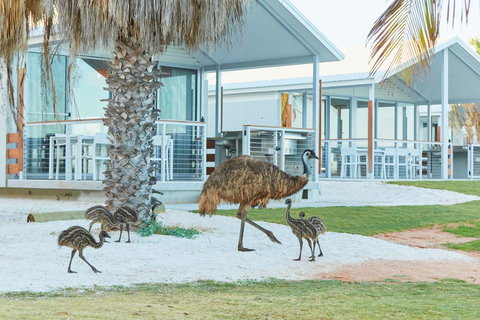 RAC Monkey Mia Dolphin Resort - Accommodation Mt buller 15