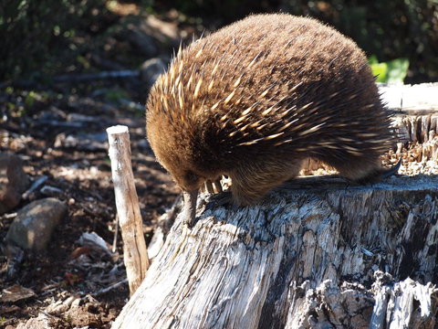 Erriba House - Accommodation Mt Buller 14