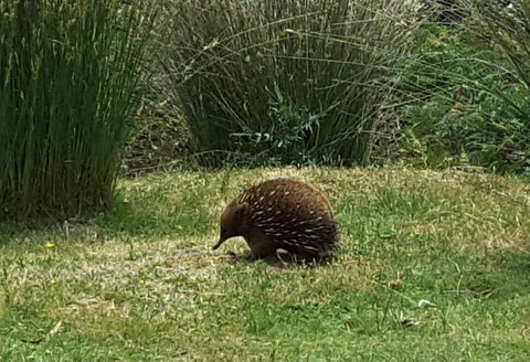 Erriba House - Accommodation Mt Buller 10