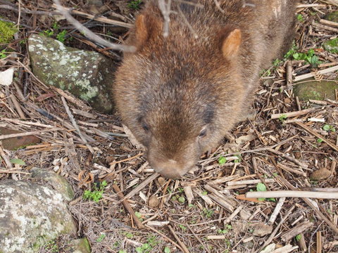 Erriba House - Accommodation Mt Buller 8