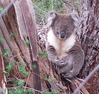 Stringybark Hills Retreat - Accommodation Mt Buller