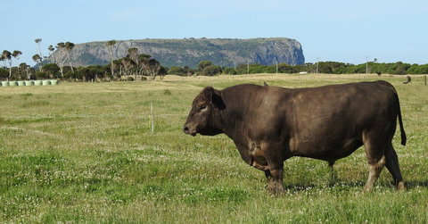 Ellie\'s Cottages - Accommodation Mt Buller 40