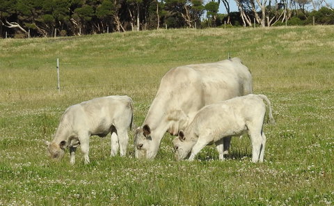 Ellie\'s Cottages - Accommodation Mt Buller 39