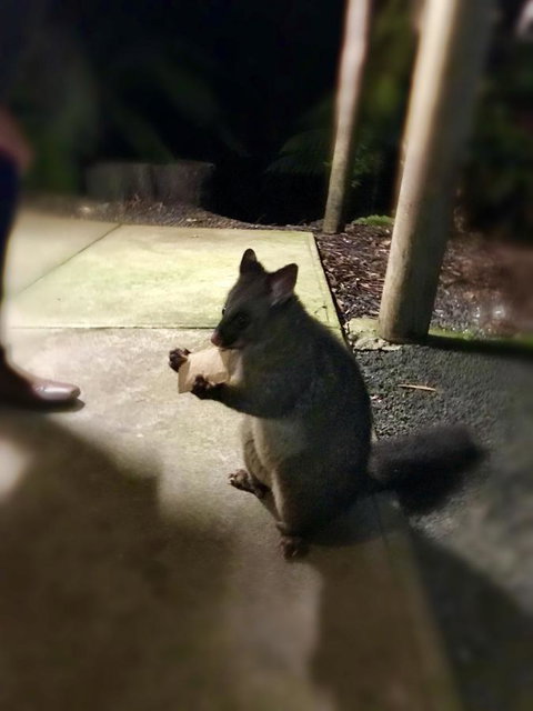 Lemonthyme Wilderness Retreat - Accommodation Mt Buller 34