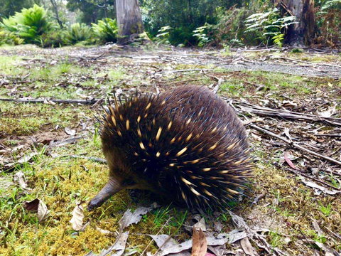 Lemonthyme Wilderness Retreat - Accommodation Mt Buller 13