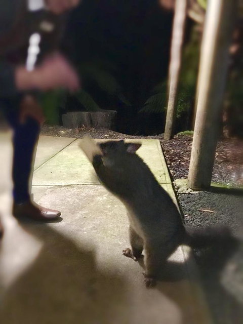 Lemonthyme Wilderness Retreat - Accommodation Mt Buller 35