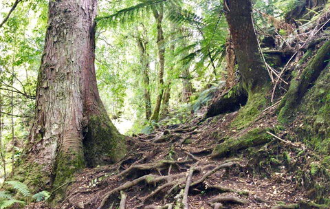 Lemonthyme Wilderness Retreat - Accommodation Mt Buller 23