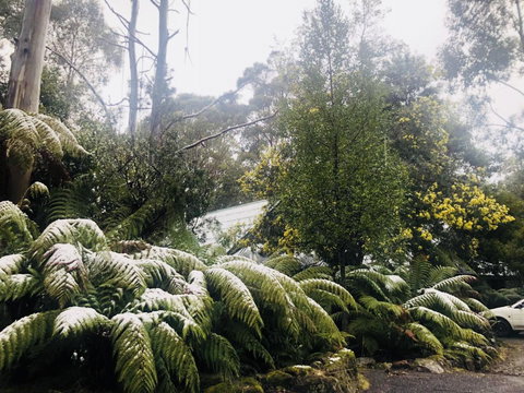Lemonthyme Wilderness Retreat - Accommodation Mt Buller 16