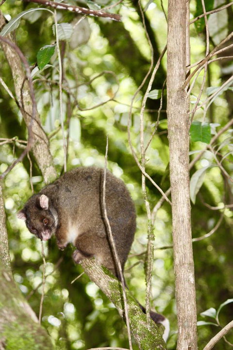 Lemonthyme Wilderness Retreat - Accommodation Mt Buller 26