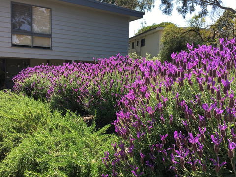 Kookas Retreat - Accommodation Mt Buller 14
