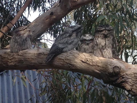 Kookas Retreat - Accommodation Mt Buller 15