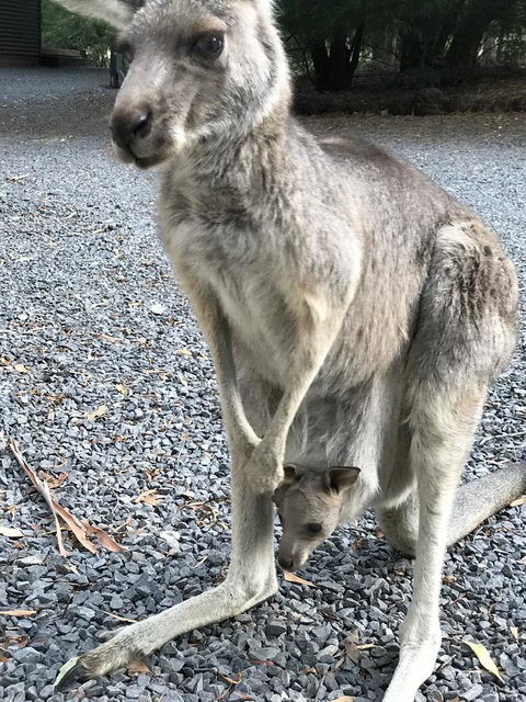 Day Dream Cottage - Accommodation Mt Buller 12