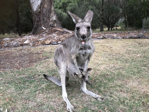 Day Dream Cottage - Accommodation Mt Buller 11