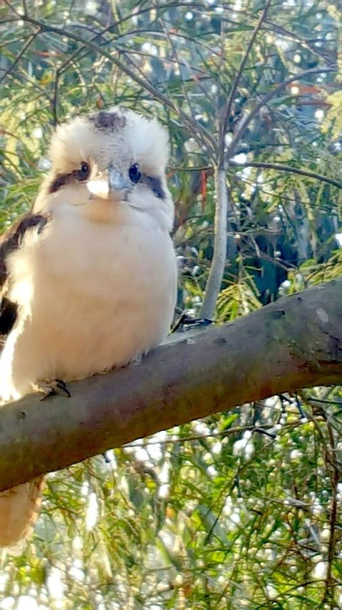 The Nature Resort Villas - Accommodation Mt Buller 22