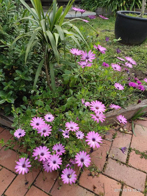 Coachman Motel And Holiday Units - Accommodation Mt Buller 15