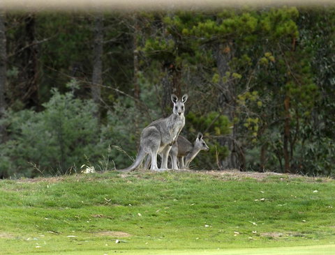 RACV Goldfields Resort - Accommodation Mt Buller 20
