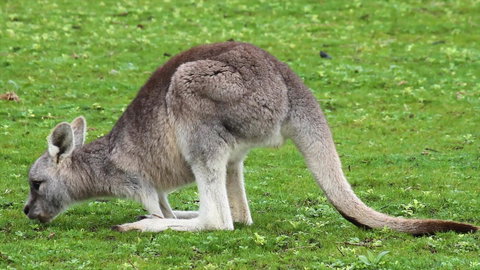 Limosa Rise - Accommodation Mt Buller 17