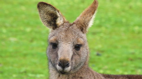 Limosa Rise - Accommodation Mt Buller 16