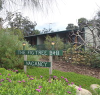 The Fig Tree BB