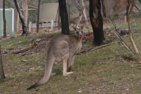 The Ledge Holiday House - Accommodation Mt Buller 2