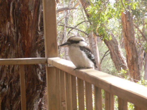 The Ledge Holiday House - Accommodation Mt Buller 0