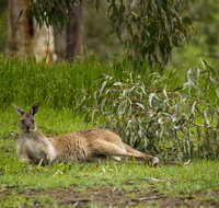 The Stirling Golf Club - Accommodation Mt Buller