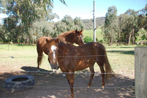 Bluegum Ridge Cottages - Accommodation Mt Buller 34