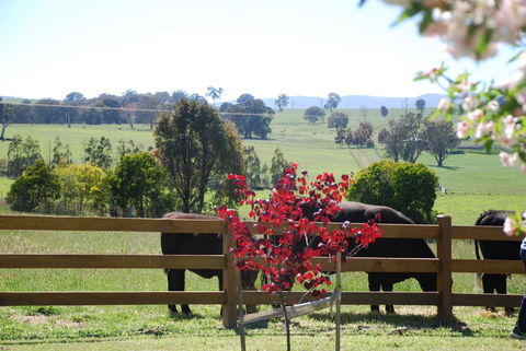 Bluegum Ridge Cottages - Accommodation Mt Buller 33