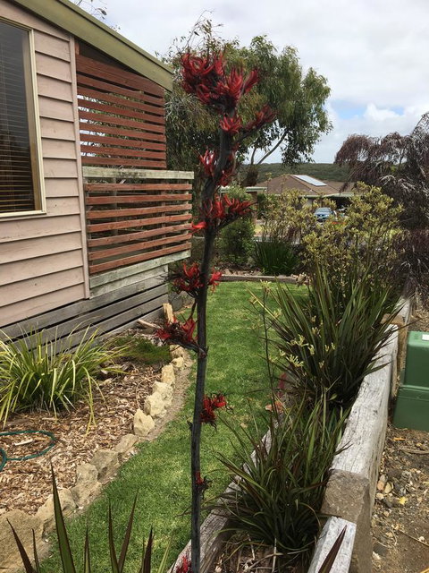 The PC Cottage - Accommodation Mt buller 31