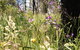 Grampians Pomonal Cottages - thumb 31