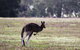Grampians Pomonal Cottages - thumb 26