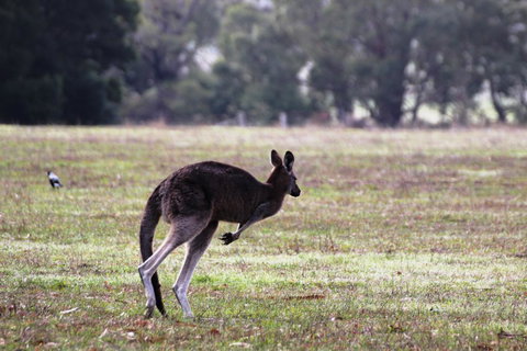 Grampians Pomonal Cottages - Accommodation Mt Buller 26