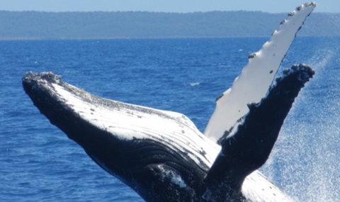 Fairways Golf & Beach Retreat Bribie Island - Accommodation Mt Buller 14