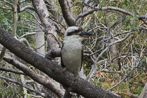 Marramaninjie - Accommodation Mt Buller 9