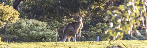 Alkina Lodge - Great Ocean Road - Accommodation Mt Buller 3