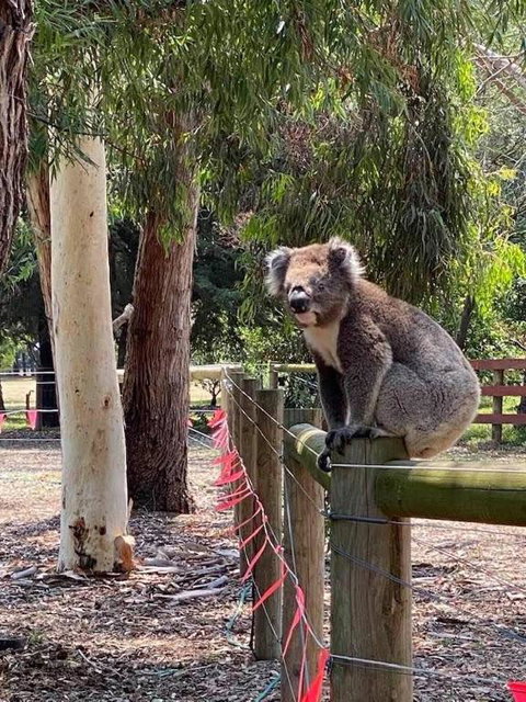 Sherwood Park Bed And Breakfast - Accommodation Mt Buller 1