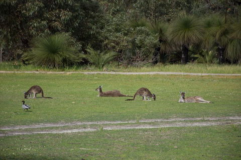 Yanchep & Lancelin - Wildlife, Cave And Sands - Accommodation Mt Buller 0