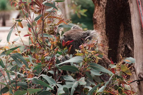 Yanchep & Lancelin - Wildlife, Cave And Sands - Accommodation Mt Buller 1