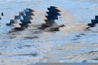 Twilight Sail Bruny Island, Hobart