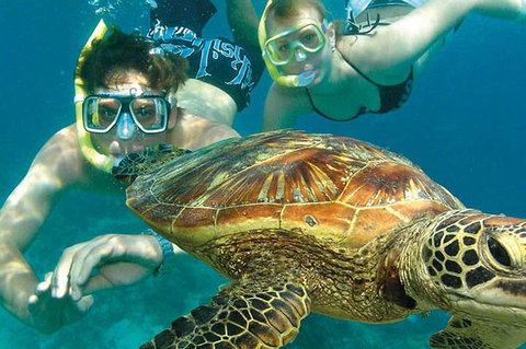 8-Day Cairns Tour: Great Barrier Reef, Kuranda, Daintree Rainforest - Accommodation Mt Buller 1