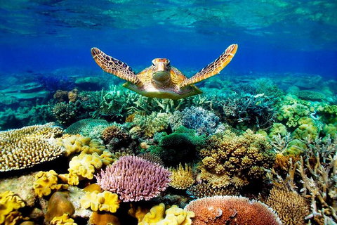 3-Day Best Of Cairns Combo: The Daintree Rainforest, Great Barrier Reef, And Kuranda - Accommodation Mt Buller 1