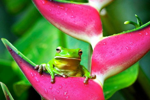 Cape Tribulation, Mossman Gorge, And Daintree Rainforest Premium Day Tour - Accommodation Mt Buller 0