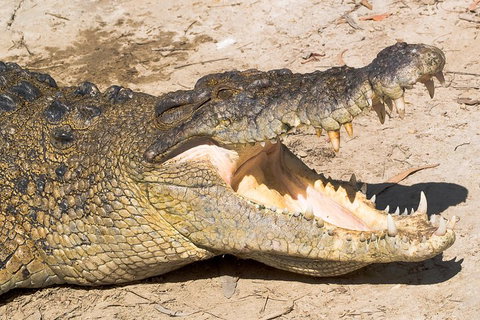 Cape Tribulation, Mossman Gorge, And Daintree Rainforest Premium Day Tour - Accommodation Mt Buller 1
