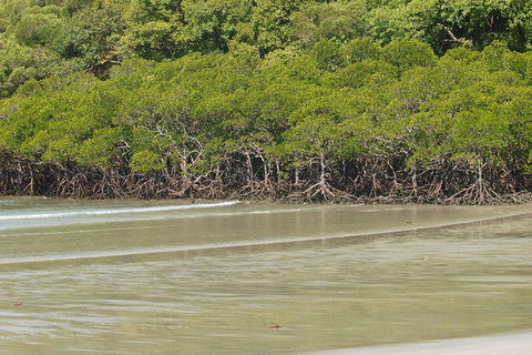 Cape Tribulation, Mossman Gorge, And Daintree Rainforest Premium Day Tour - Accommodation Mt Buller 4
