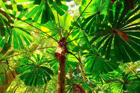 Private Daintree National Park Day Tour From Cairns Including Cape Tribulation And Mossman Gorge - Accommodation Mt Buller 3