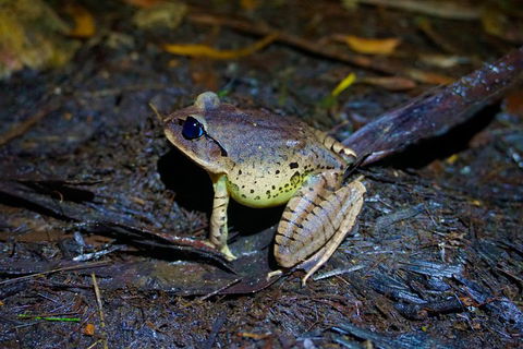 Glow Worms Private Tour - Nocturnal Rainforest Walk - Accommodation Mt Buller 0